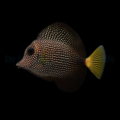 zebrasoma_gemmatum_2_w.jpg