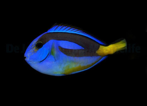 paracanthurus_hepatus_yellow_belly_wm_3.jpg