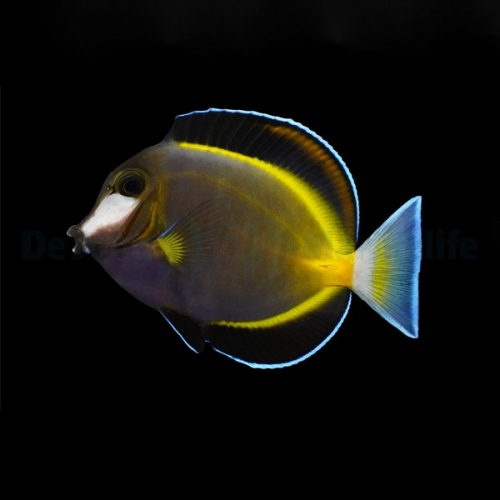 acanthurus_japonicus2_wm.jpg