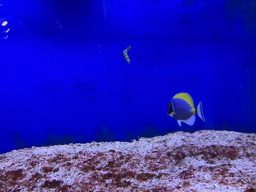 IMG_2494.jpeg