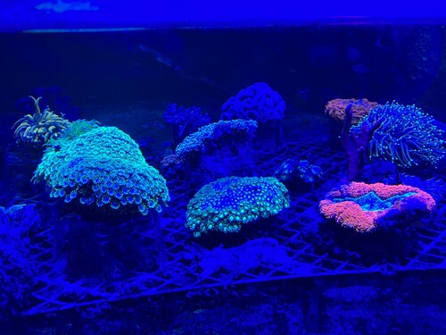 IMG_2497.jpeg