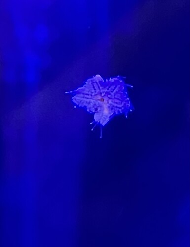 IMG_0989.jpeg