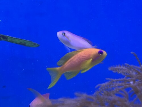 IMG_1130.jpeg