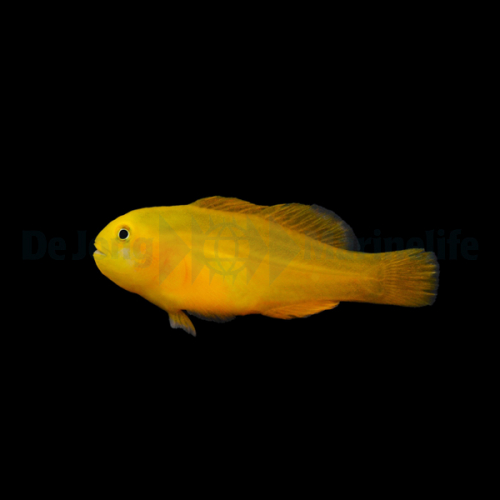 gobiodon_okinawae2wm.jpg