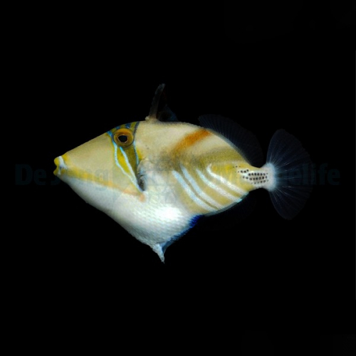 rhinecanthus_aculeatus2_wm.jpg