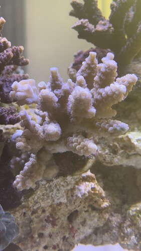 Wild aquaculture
