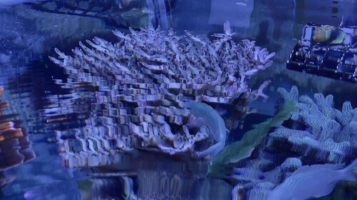 IMG_5702.jpeg