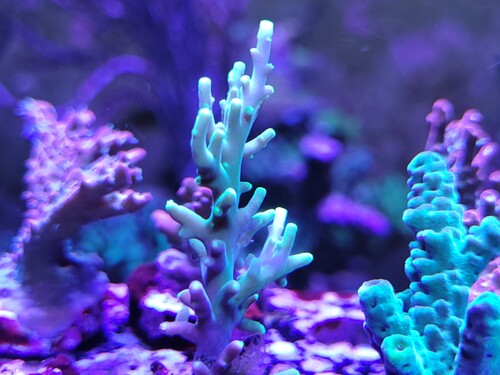 Acropora suharsonoi