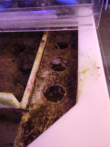 Dækket med filtersokkerne. Der er 6 stk på række. Når sokkerne er nye, eller lige rensede, klogger de til og så løber vandet op over kanten tv for sokkerne og ud i sumpen.