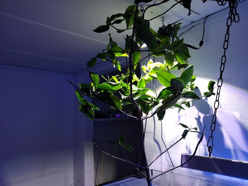 Selve planten. Det er et træ nu. Kan fint beskæres. Den bliver mere busket, hvis man feks klipper toppen af. Min nåede loftet og så blev den klippet.