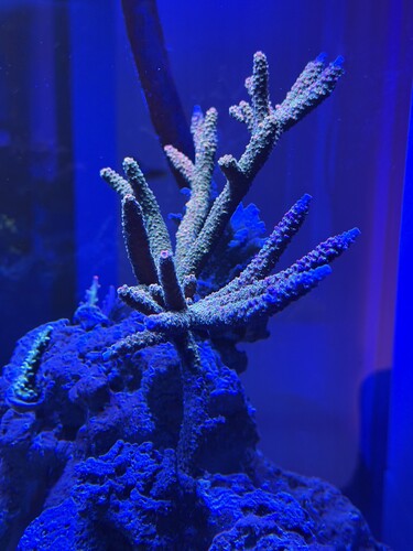 SR Moonwish Ultimate