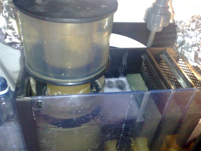 skummer 2 (Small).jpg