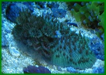fungia anthocauli 1.jpg