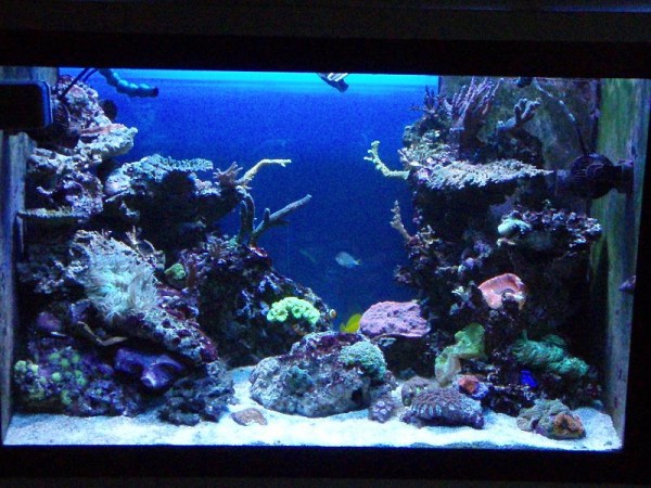 coralvue 250 watt 14000 k