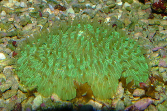 fungia1.jpg