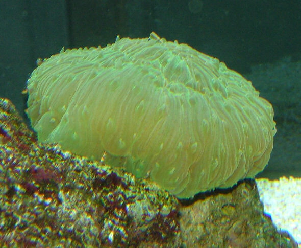 fungia2.jpg