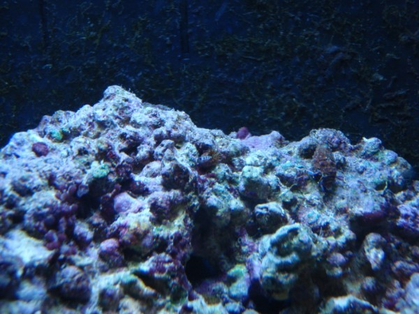 polyp.jpg