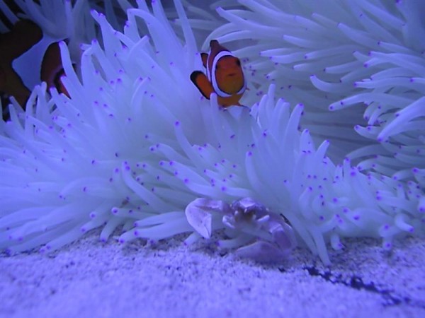 porcelænkrab og nemo be (Medium).JPG