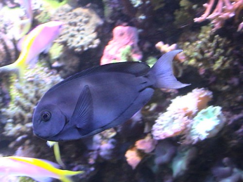 Acanthurus thompsoni