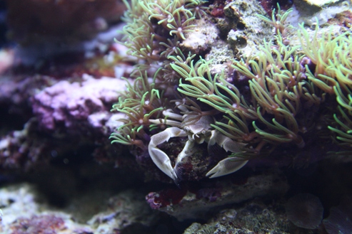 Vores anemone krappe