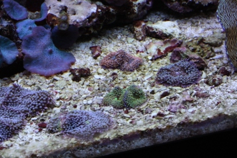 Lidt flere ricordea florida