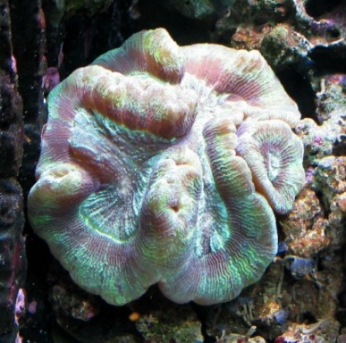 Wellsophyllia-1-2,4.JPG