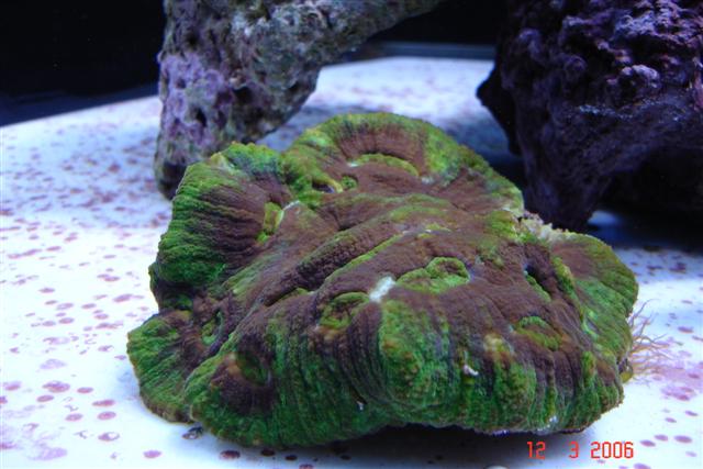 Nyt akvarie 077 (Small).jpg