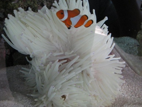 Anemone 4.jpg