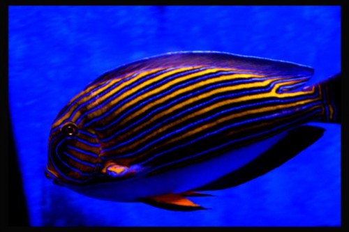 DecOcean (40).JPG