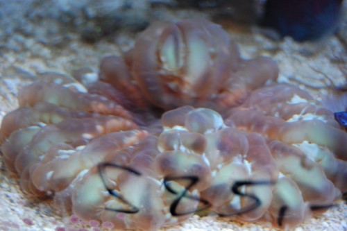 DSC_0055.jpg
