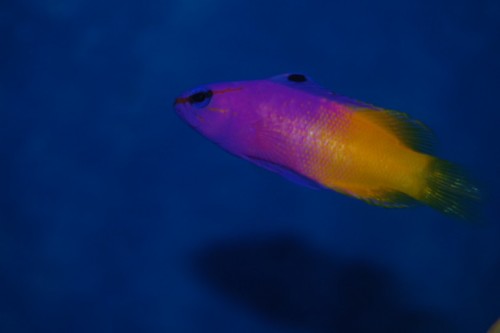 DSC_0069.jpg