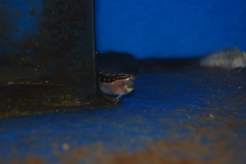 DSC_0070.jpg
