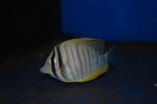 DSC_0075.jpg