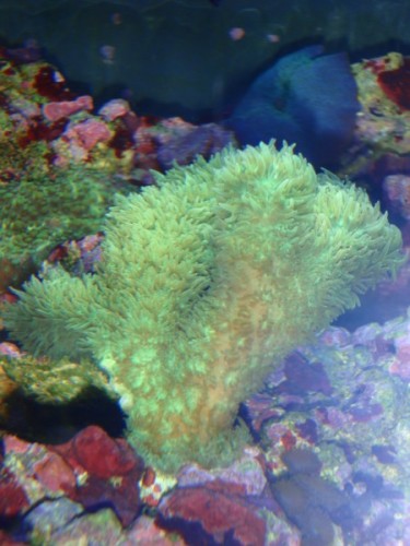 P6070575 (450 x 600).jpg