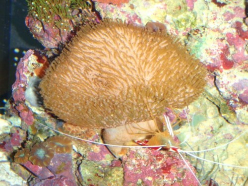 Sarcophyton01.jpg