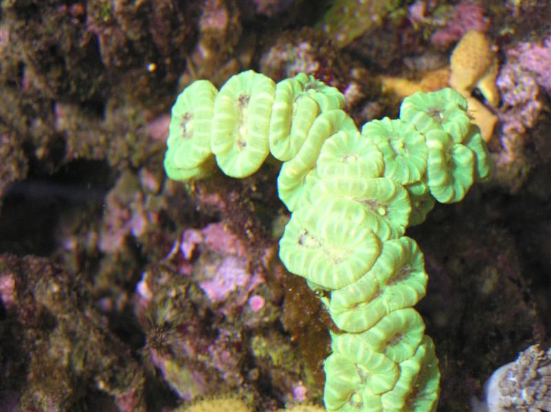 Calustrea 4 (Medium).JPG
