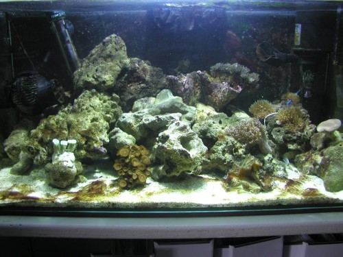 Hele akvariet (: