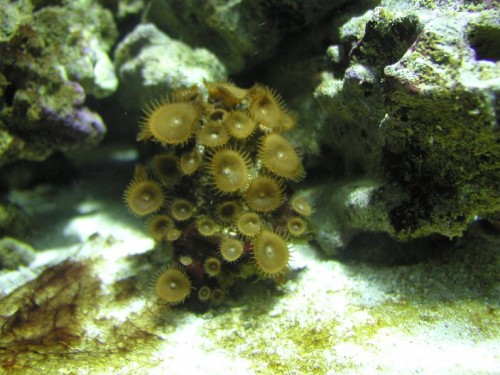 Zoanthus :'D