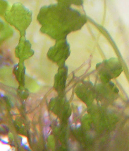 Halimeda-2.jpg