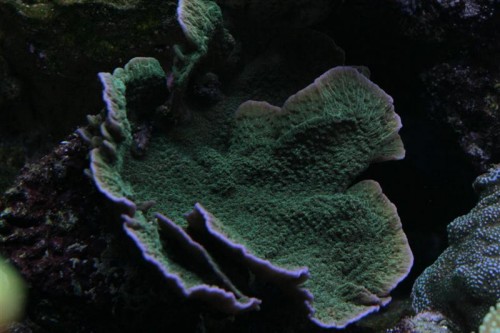 Montipora 4.JPG