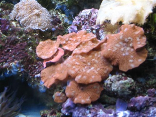 Billede 073 (Small).jpg