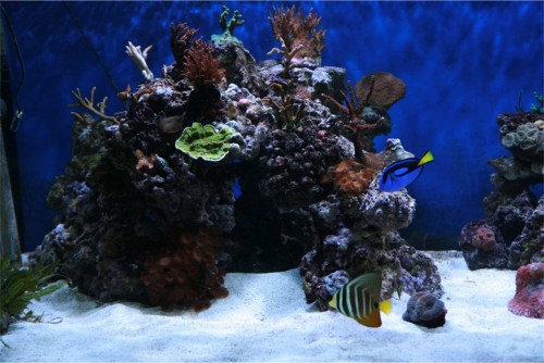 skelet med sten og koraller2.jpg