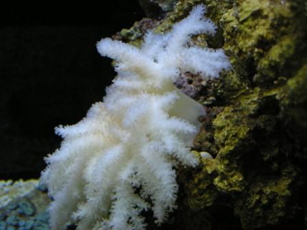 softcoral.JPG