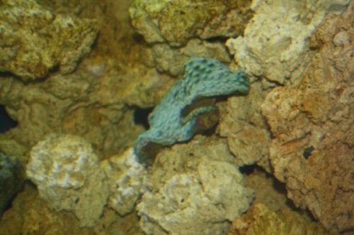 Turbinaria 1