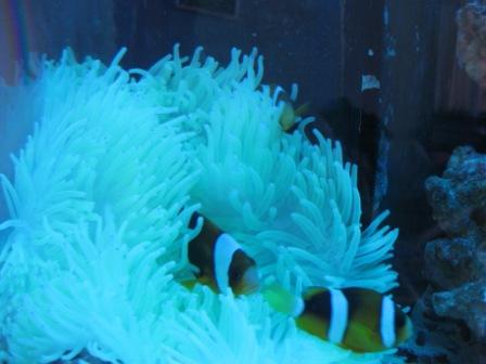 stor anemone 001.jpg