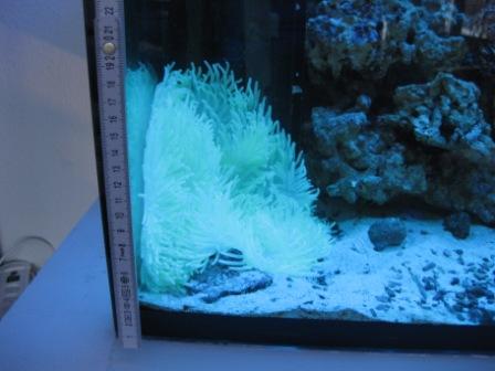 stor anemone 002.jpg