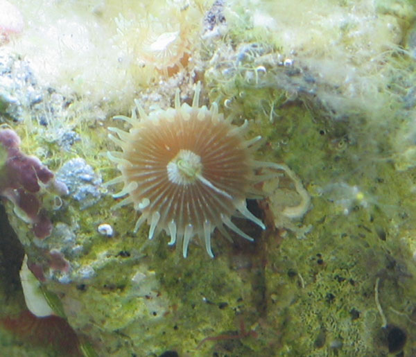 ID-Zoanthid-eller.jpg