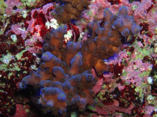 133.jpg (116.55 KiB) Vist 1866 gange lidt koraler