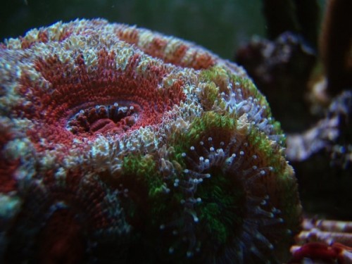 117.jpg (87.47 KiB) Vist 1866 gange .