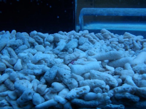 Billede 021 (Medium).jpg